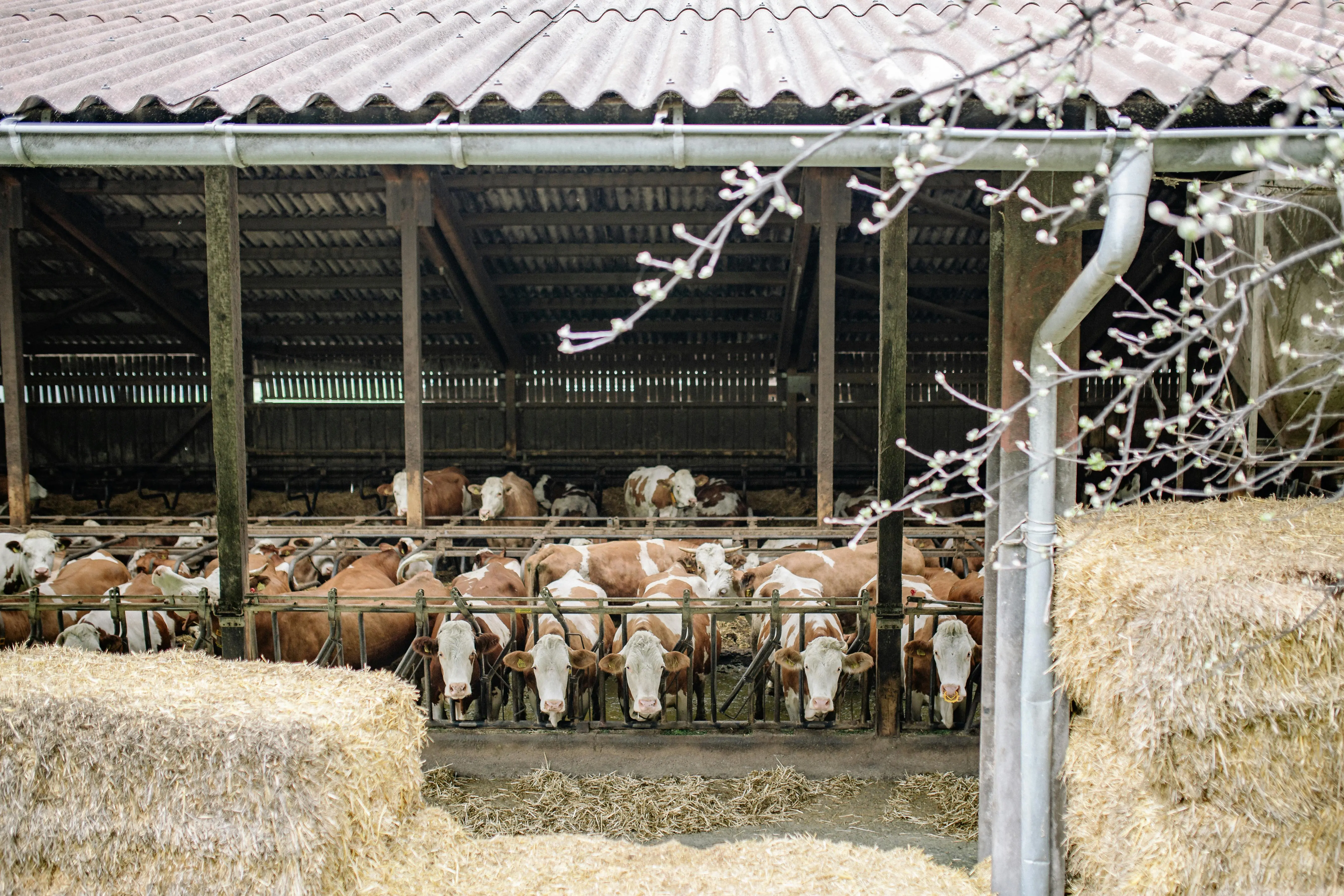 Stallbelüftung für optimales Stallklima