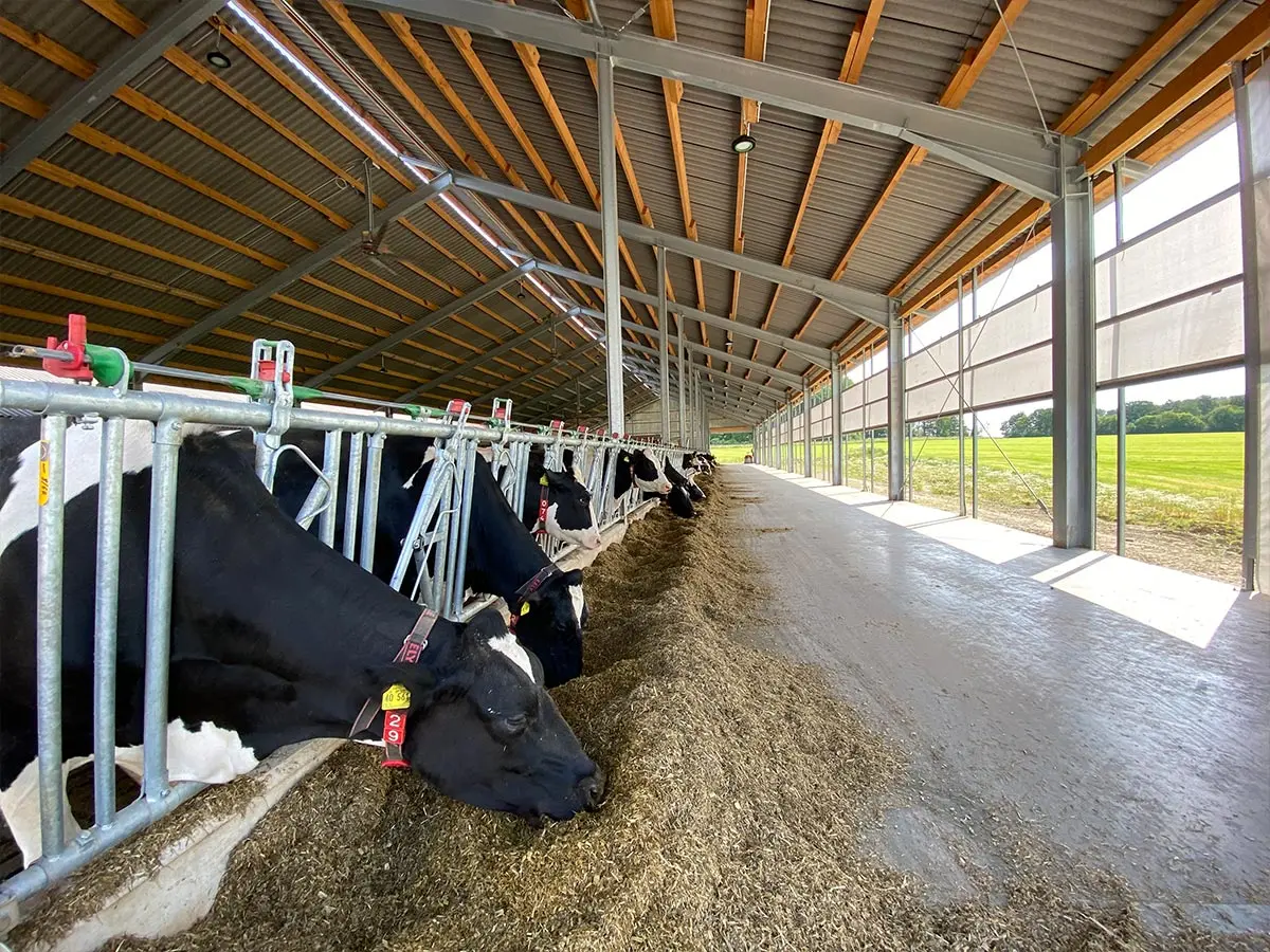 Moderner Rinderstall mit funktionaler Stalltechnik